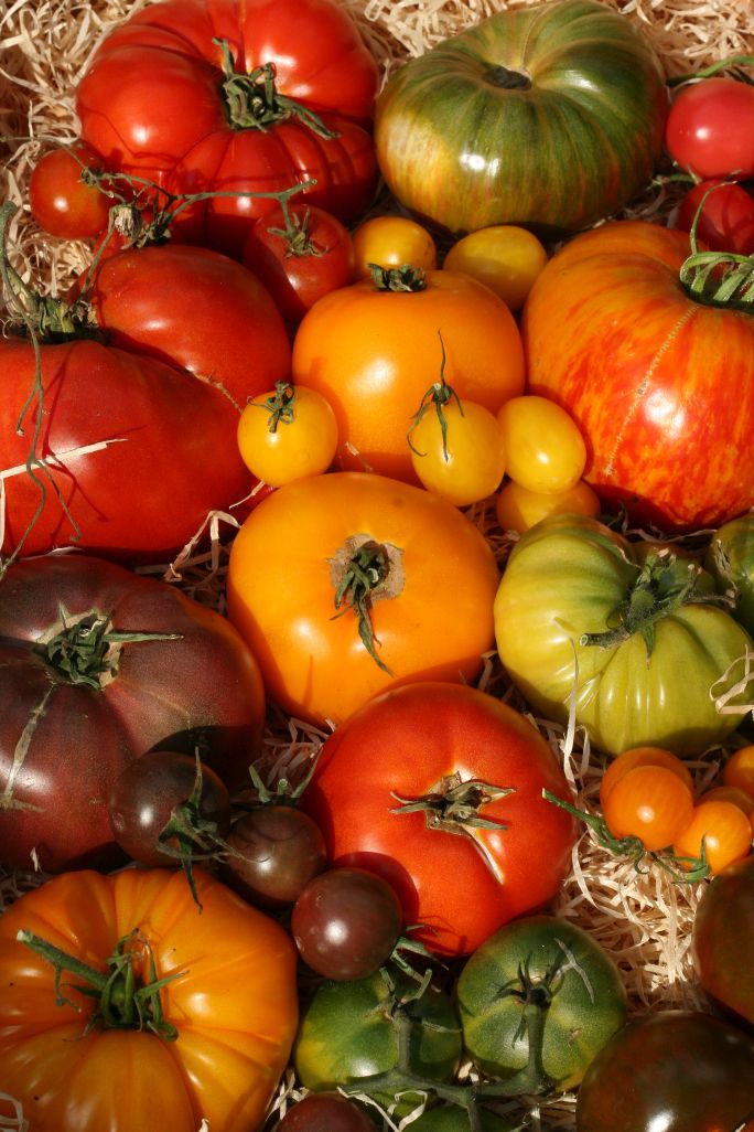 tomaten-holzkiste