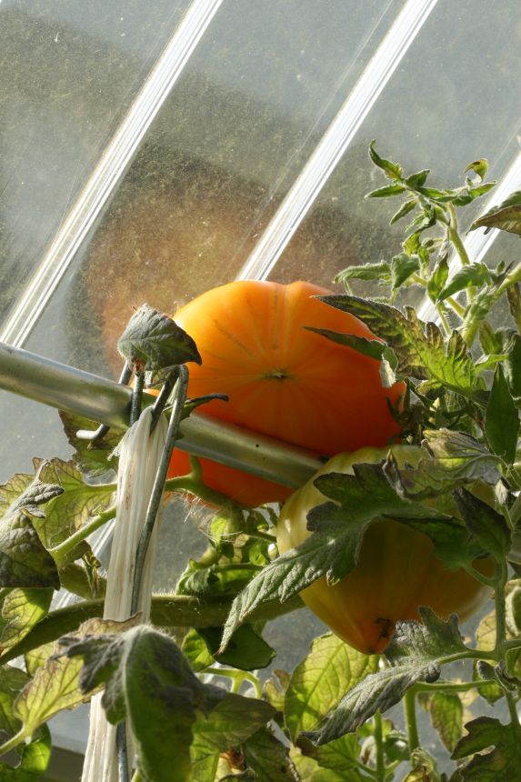 orange-strawberry-pflanze